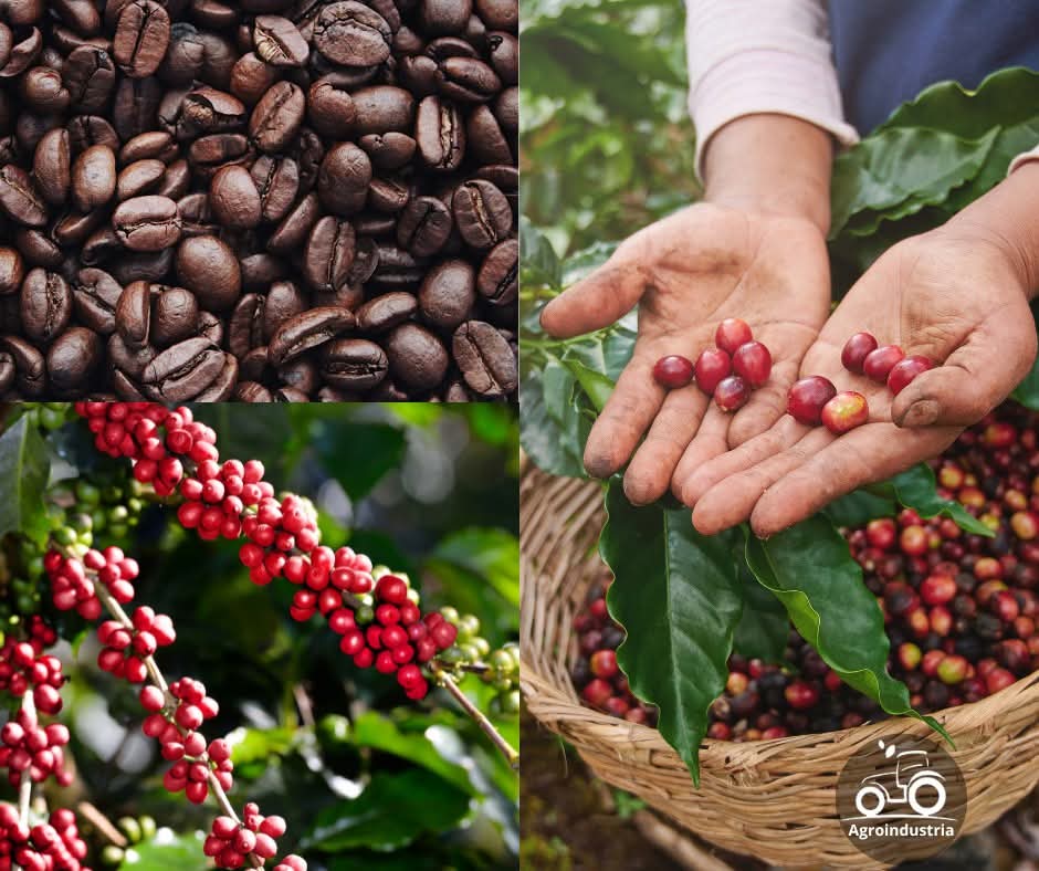 Cabalgata en la Playa